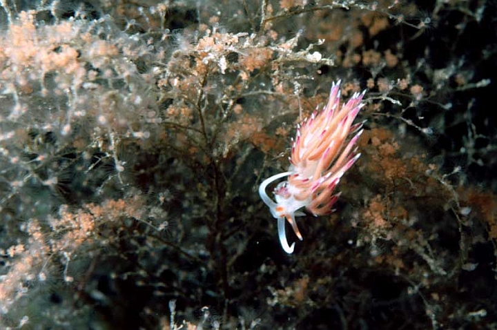 06 Coryphella lineata.jpg